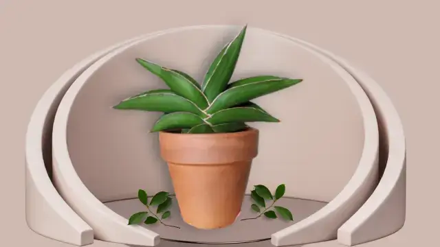 Snake Plant Varieties: 16 Unique Types for Your Home 11 Snake plant Hanningtonii with tall bluish-green sword-shaped leaves