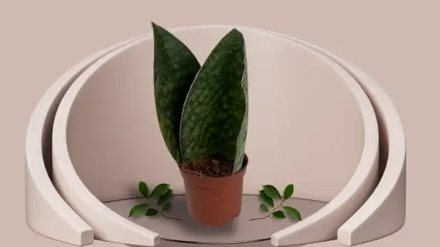 Snake Plant Varieties: 16 Unique Types for Your Home 7 Sansevieria Whale Fin with a single large paddle-shaped leaf