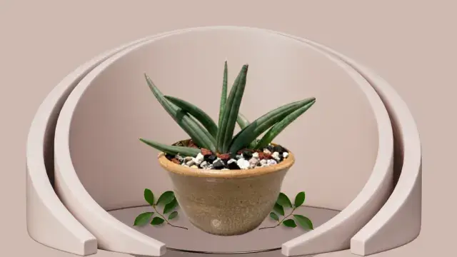 Snake Plant Varieties: 16 Unique Types for Your Home 9 Sansevieria Patens with curly, twisting green leaves spreading outward