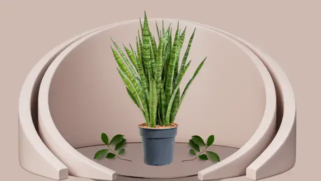 Snake Plant Varieties: 16 Unique Types for Your Home 8 Snake plant Kirkii variety with wavy green leaves edged in reddish tones