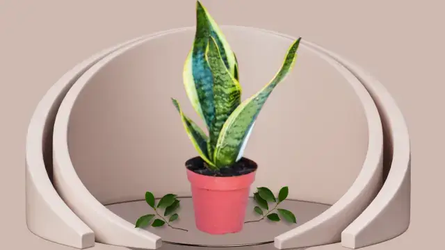 Snake Plant Varieties: 16 Unique Types for Your Home 15 Snake plant Twisted Sister with curling green and yellow variegated leaves