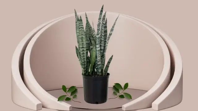 Snake Plant Varieties: 16 Unique Types for Your Home 12 Snake plant Zeylanica with tall, striped green leaves without yellow edges