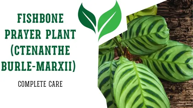 Fishbone Prayer Plant (Ctenanthe burle-marxii)