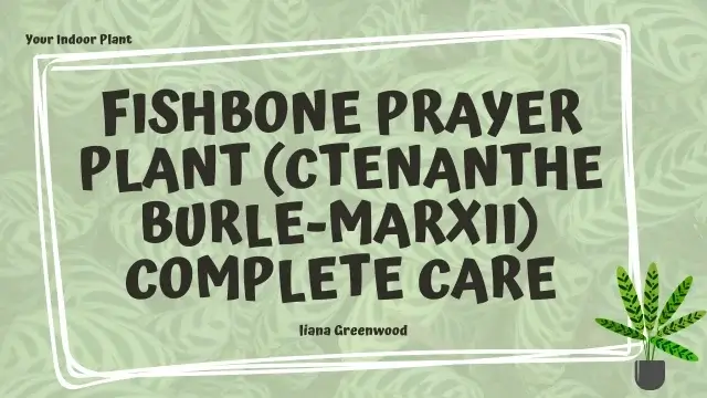 Fishbone Prayer Plant (Ctenanthe burle-marxii)