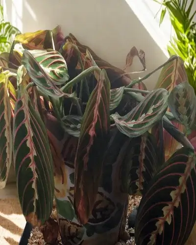 Fishbone Prayer Plant drooping