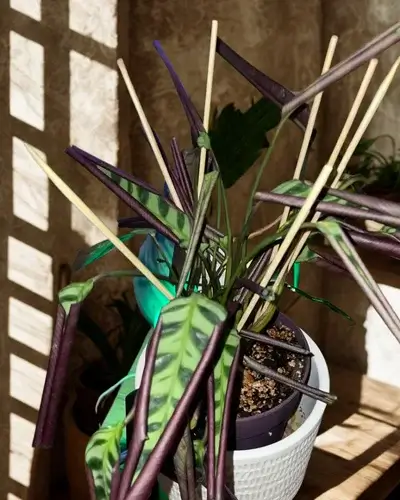 Fishbone Prayer Plant leaves curling
