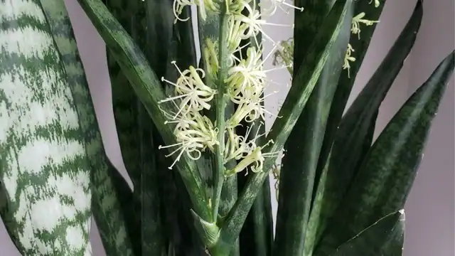 snake plant flower stalk growing from leaves