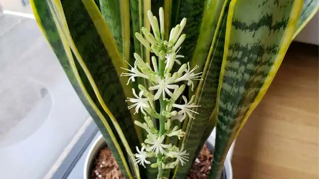snake plant with flower stalk and white flowers