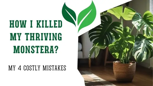 Monstera Mistakes