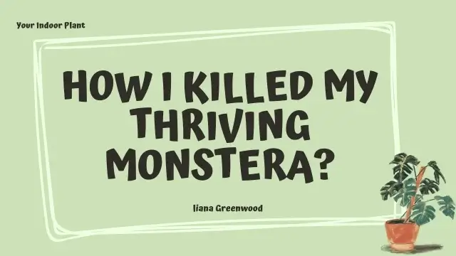 Monstera Care Mistakes