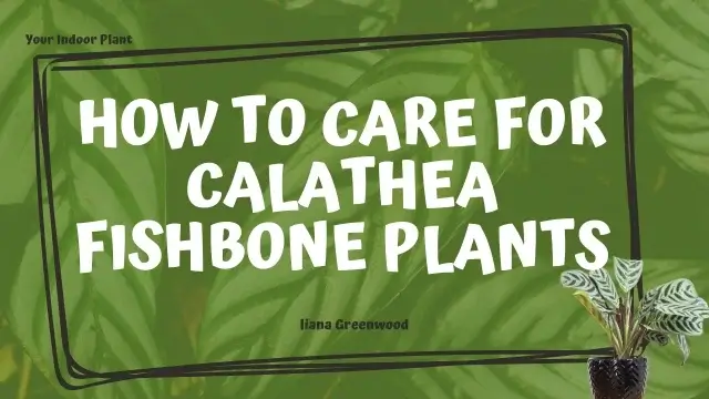 How To Care For Calathea Fishbone Plants