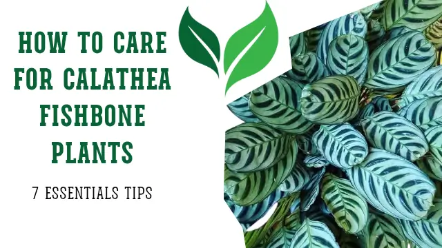 7 Essential Tips For Thriving Fishbone Prayer Plants (2025 Expert Guide)