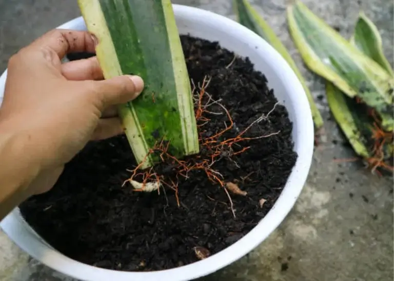 Propagating Snake Plant in Soil