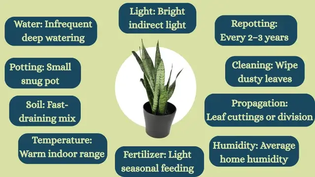 Snake plant care guide