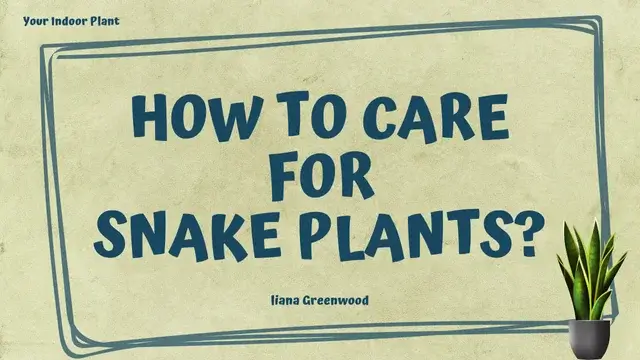 Snake Plants Care