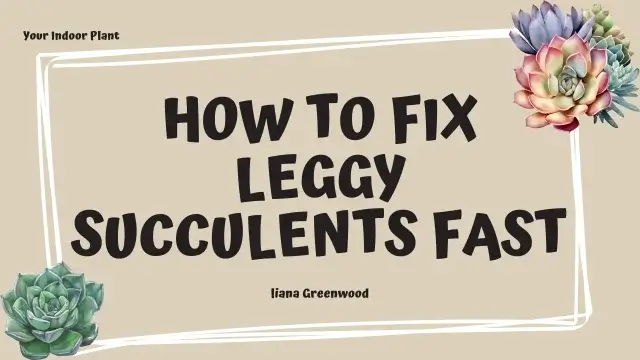 How to Fix Leggy Succulents Fast