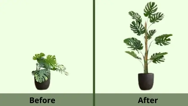 Monstera without/ with moss pole