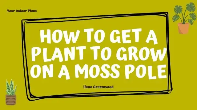 How to Get a Plant to Grow on a Moss Pole