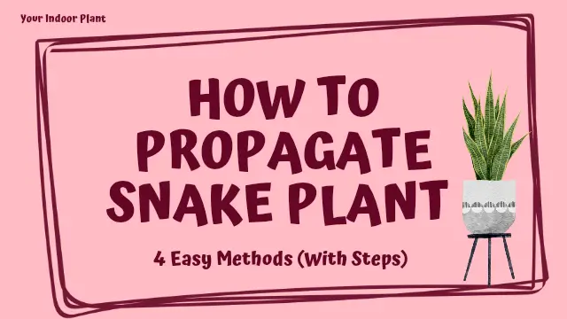 How to Propagate Snake Plant: 4 Easy Step-by-Step Methods