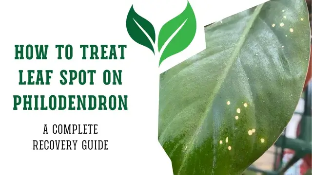 Philodendron leaf with leaf spot symptoms – treatment guide