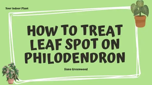 Philodendron leaf with leaf spot symptoms – treatment guide
