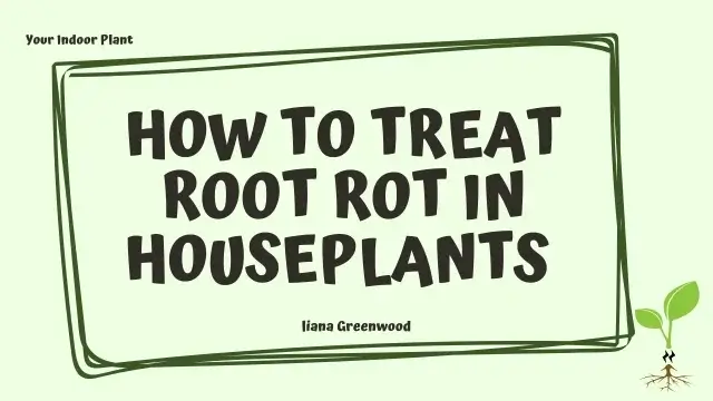 How to Treat Root Rot in Houseplants