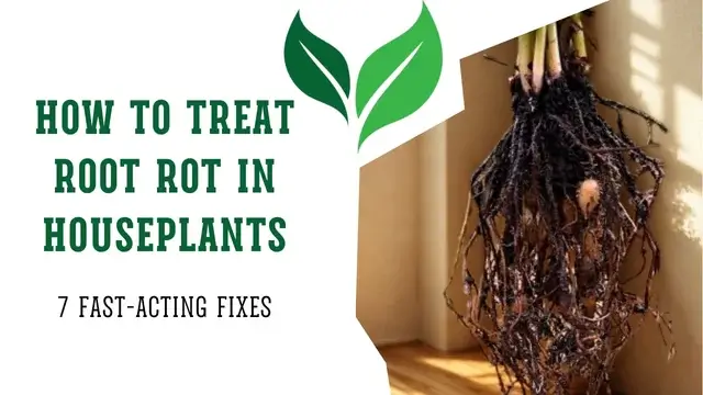 How to Treat Root Rot in Houseplants