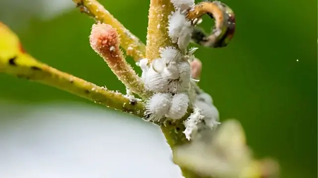 Mealybugs