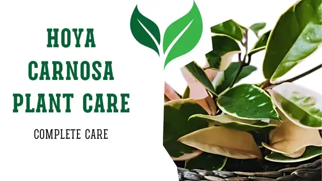 Hoya Carnosa Plant Care