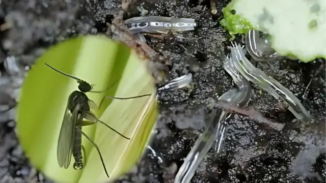 Fungus Gnats