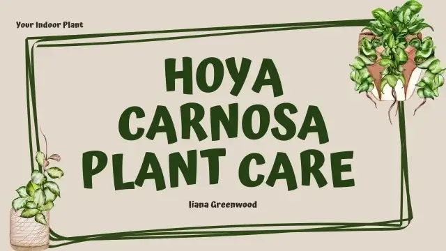 Hoya Carnosa Plant Care
