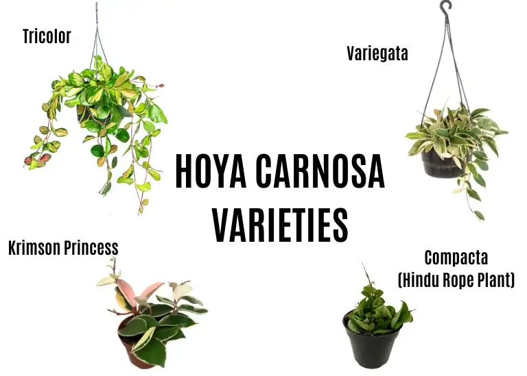 Hoya Carnosa Varieties