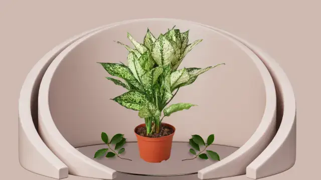 Snake Plant Varieties: 16 Unique Types for Your Home 5 Snake plant Bantel’s Sensation with slim leaves and vertical white stripes