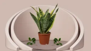 SNAKE PLANT Futura Robusta