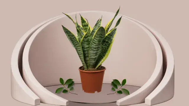 Snake Plant Varieties: 16 Unique Types for Your Home 6 Sansevieria Futura Robusta with squat, bushy silver-green leaves