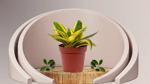 Snake Plant Varieties: 16 Unique Types for Your Home 4 Compact Sansevieria Hahnii forming a rosette of short green leaves