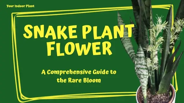Snake Plant Flower