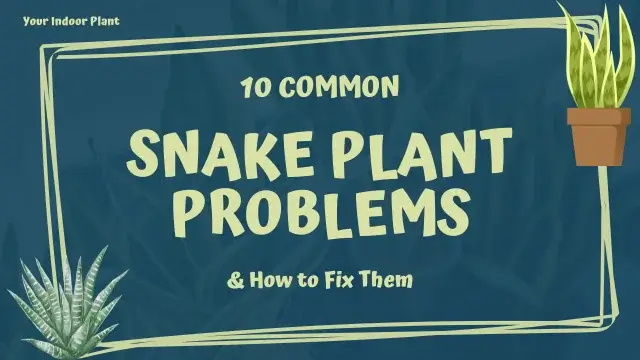 Snake Plant Problems