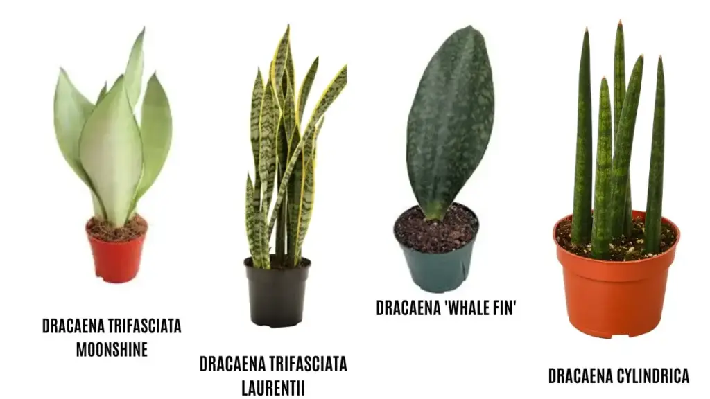 Popular Sansevieria Cultivars