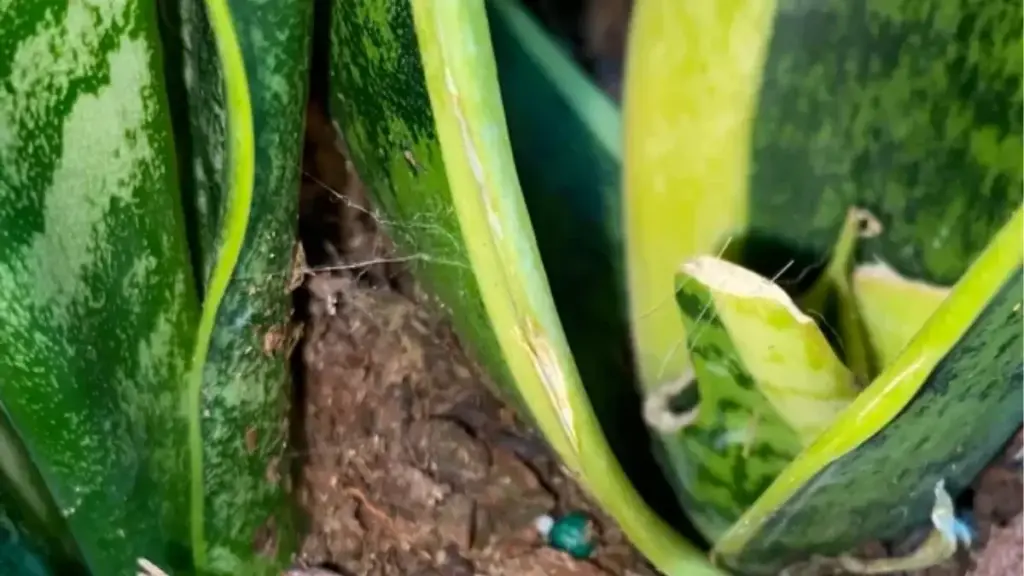 Snake Plant Problems Solved: Real Fixes From 10 Years of Growing 5 Tiny Webs Between Snake Plant Leaves