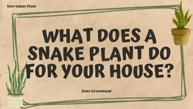 What does a snake plant do for your house