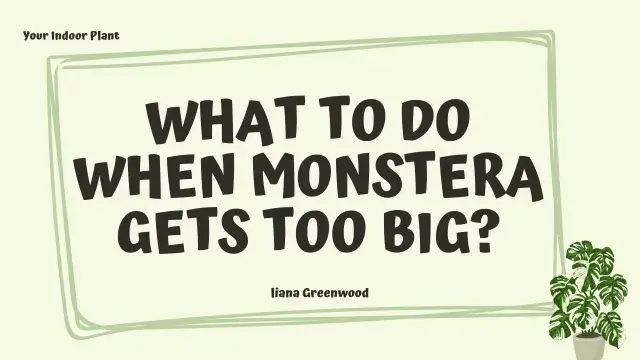 What to Do When Monstera Gets Too Big