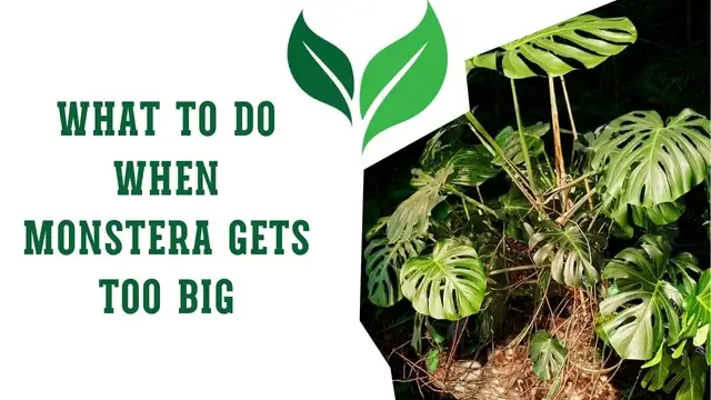 What to Do When Monstera Gets Too Big