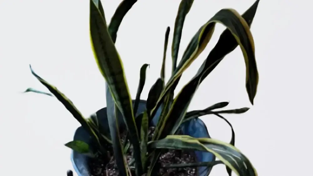 Snake Plant Problems Solved: Real Fixes From 10 Years of Growing 3 curlling snake plant Leaves
