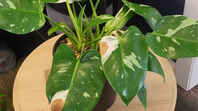 philodendron with brown leaf spots