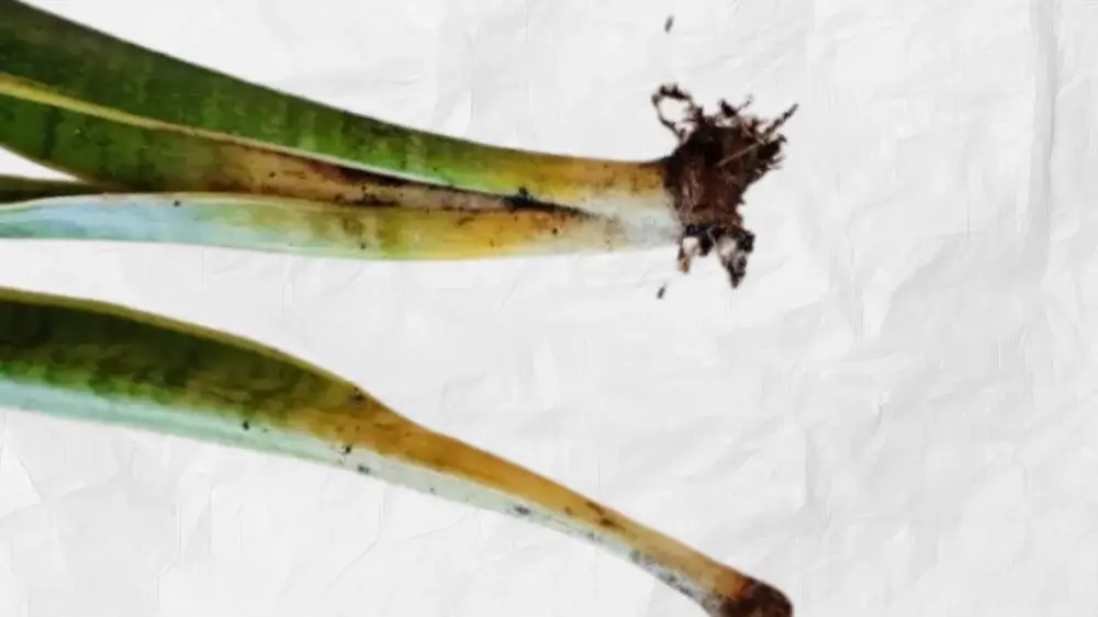 Snake Plant Problems Solved: Real Fixes From 10 Years of Growing 4 snake plant root rot