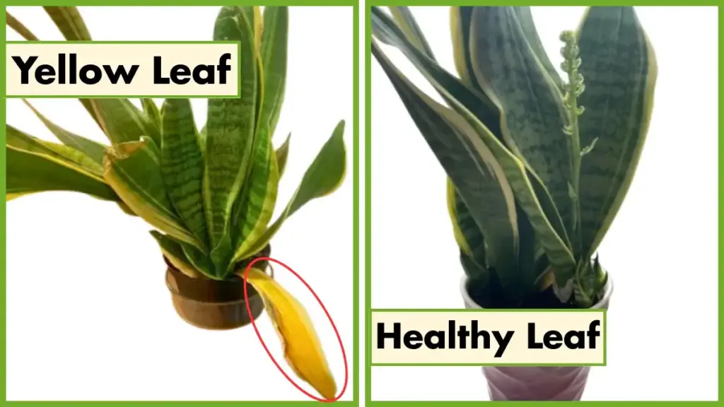 Snake Plant Problems Solved: Real Fixes From 10 Years of Growing 2 snake plant yellow leaf