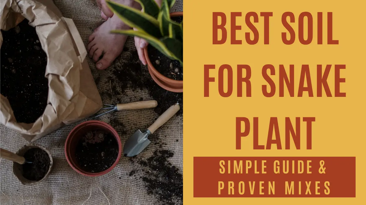 Best Soil for Snake Plant