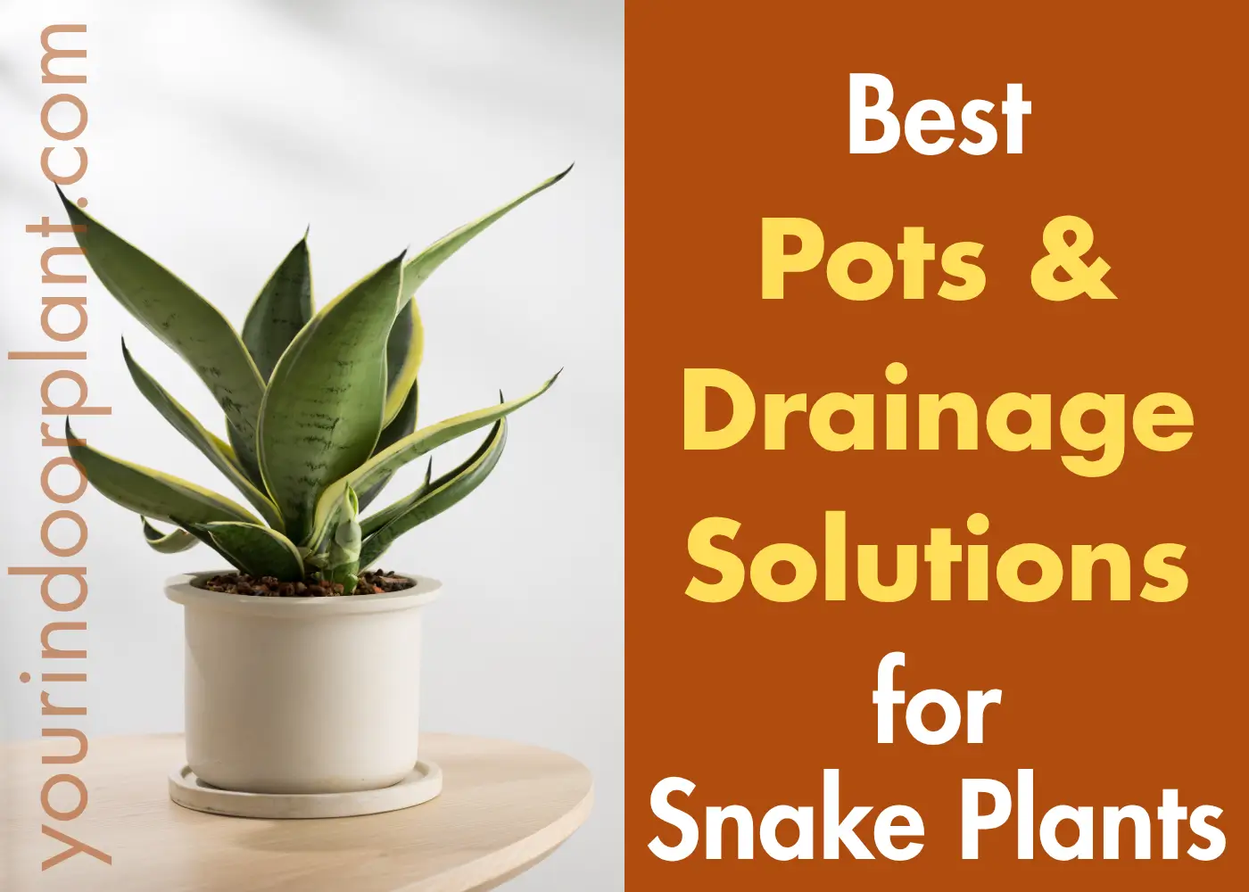 Best Pots for Snake Plants