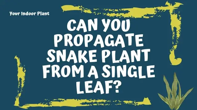 Can You Propagate Snake Plant from a Single Leaf?
